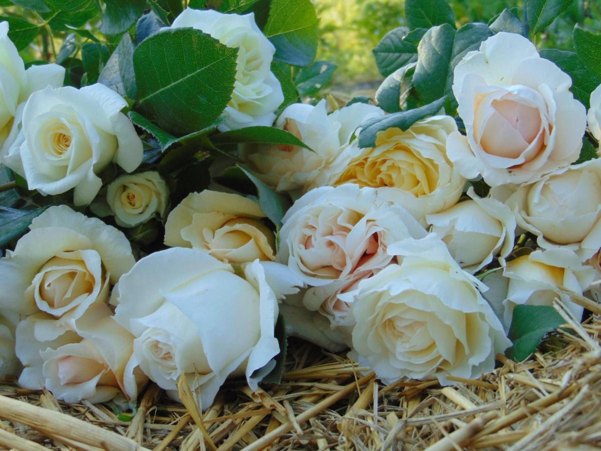 Fleurs De Brenne Gite Neuillé-le-Lierre Buitenkant foto